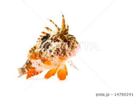 ハオコゼ-Hypodytes rubripinnis 14760241