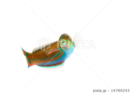 ニシキベラ-Thalassoma cupido 14760243