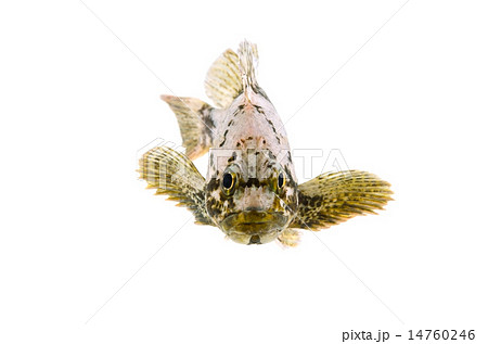 ムラソイ-Sebastes pachycephalus 14760246