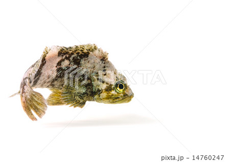 ムラソイ-Sebastes pachycephalus 14760247