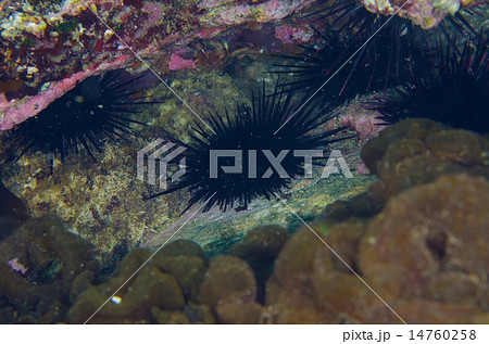 ムラサキウニ-Anthocidaris crassispina 14760258