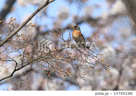 生き物 鳥類 アトリ、雄が満開の桜をバックに記念写真 生き物 鳥類 アトリ、雄が満開の桜をバックに記念写真 14760286