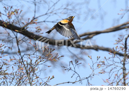 生き物　鳥類　アトリ、雄の飛翔① 14760290