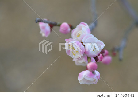 梅の花　ほころび  14760441