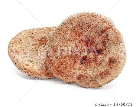 rovellons, typical autumn mushroom of Spain 14760772