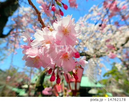 春到来 春到来 14762178