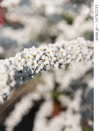 ユキヤナギのアーチ 14762233