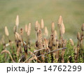 つくし 14762299