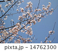 桜と青空 14762300