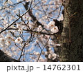 桜とつぼみ 14762301