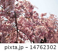 桜 14762302