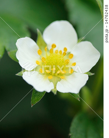 いちごの花 14762438