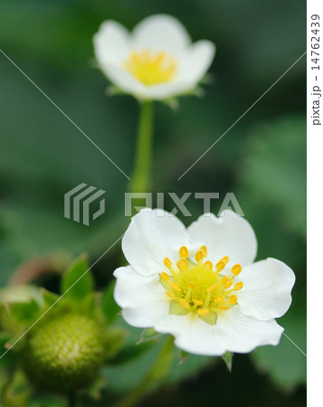 いちごの花 14762439