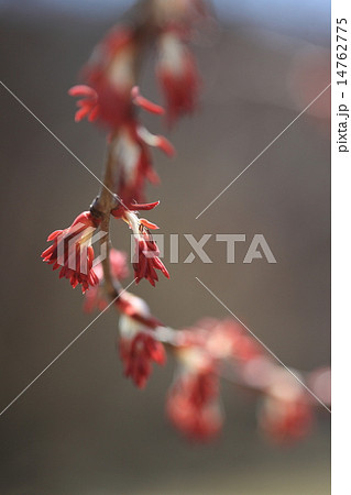 自然 植物 カツラ 枝全体に点々と雄花がついていますの写真素材