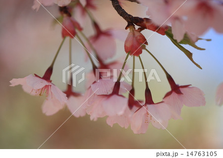 自然　植物　シュゼンジカンザクラ、寒緋桜と大島桜の交雑種との事。濃いめの色がきれいです② 14763105
