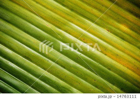 banana leaf pattern for the background 14763111