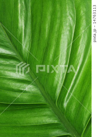 The texture and pattern of green leaf for the back The texture and pattern of green leaf for the back 14763113