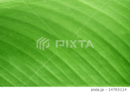 The texture and pattern of green leaf for the back 14763114