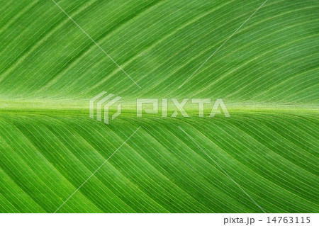 The texture and pattern of green leaf for the back The texture and pattern of green leaf for the back 14763115