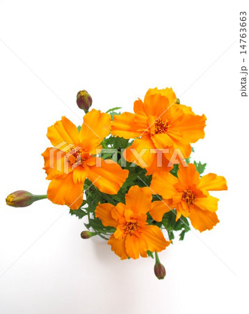 オレンジ色のマリーゴールドの花 オレンジ色のマリーゴールドの花 14763663
