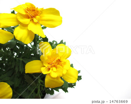 黄色のマリーゴールドの花 14763669