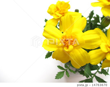 黄色のマリーゴールドの花 14763670