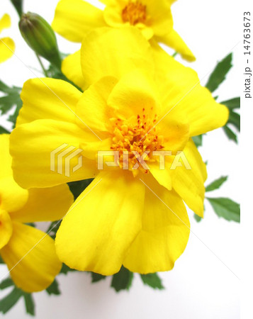 黄色のマリーゴールドの花 14763673