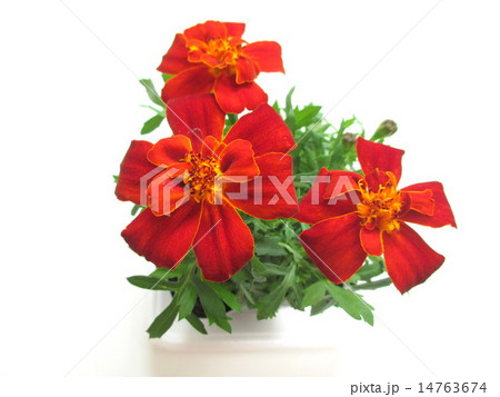 赤色のマリーゴールドの花 赤色のマリーゴールドの花 14763674