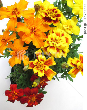4種類のマリーゴールドの花の写真素材