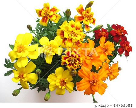 4種類のマリーゴールドの花の写真素材