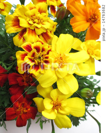 4種類のマリーゴールドの花 14763682
