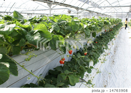 イチゴ狩り 14763908