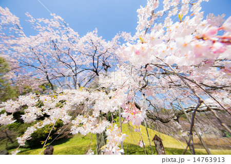 さくら さくら 14763913