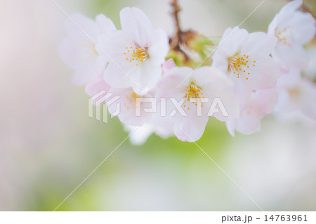 さくら 14763961