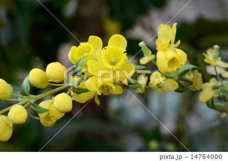 ヒイラギナンテン ヒイラギナンテン 14764000