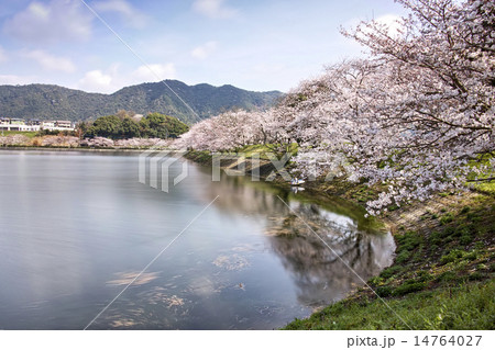 立岡自然公園　全国お花見900景 14764027