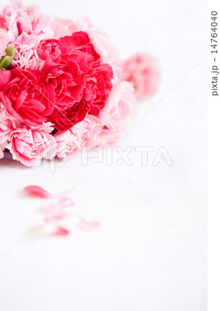 カーネーション 14764040