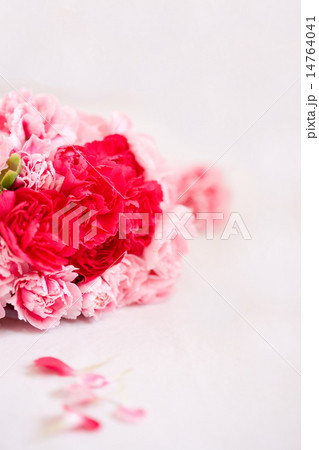 カーネーション カーネーション 14764041