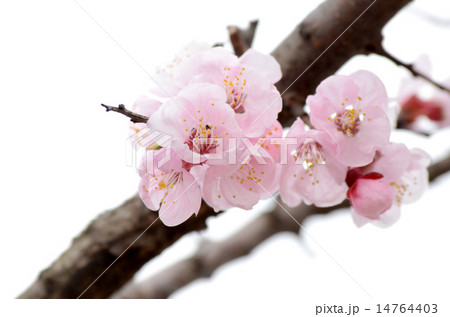 あんずの花 14764403