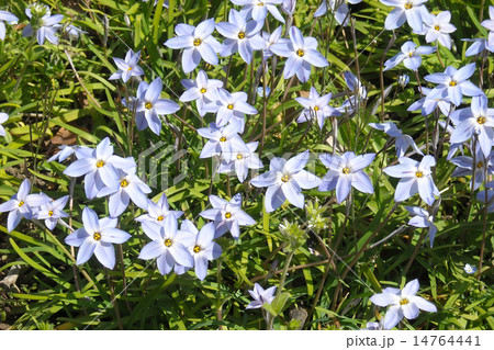 日比谷公園のハナニラ 14764441