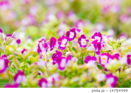 Torenia,Wishbone flower Torenia,Wishbone flower 14764499