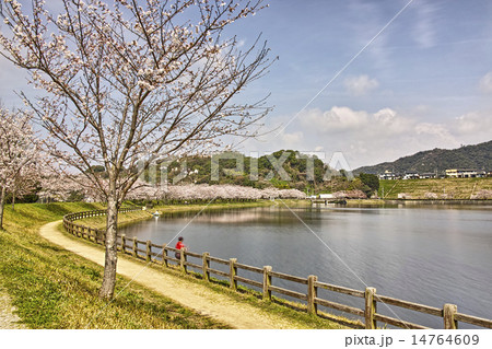 立岡自然公園　全国お花見900景 14764609