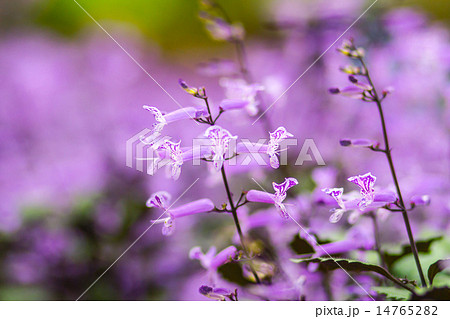 Blue Salia field when sunset with light ray 14765282