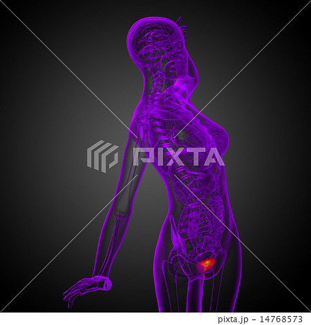 3d render medical illustration of the bladder 3d render medical illustration of the bladder 14768573