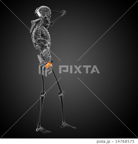 3d render medical illustration of the bladder 3d render medical illustration of the bladder 14768575