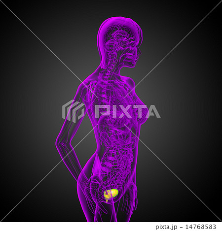 3d render medical illustration of the bladder 14768583