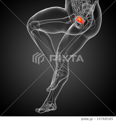 3d render medical illustration of the bladder 14768585