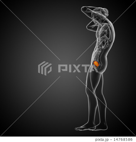 3d render medical illustration of the bladder 3d render medical illustration of the bladder 14768586