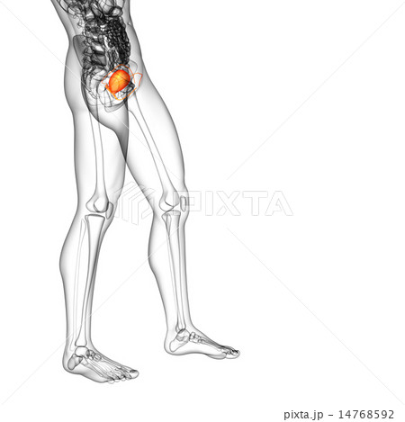 3d render medical illustration of the bladder 3d render medical illustration of the bladder 14768592