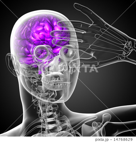 3D medical illustration of the brain 3D medical illustration of the brain 14768629